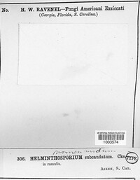 Helminthosporium subcaudatum image